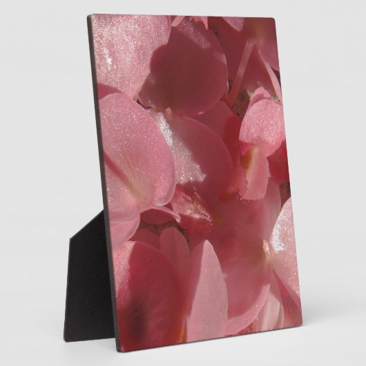 Roze geranium: bijna stevig lichtroze fotoplaat (Zijkant)