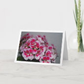 Roze Geranium Bloemen, Bloem Portret Kaart (Voorkant)