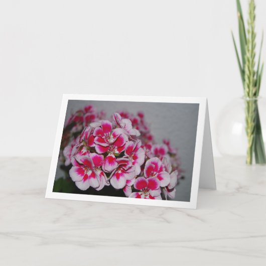 Roze Geranium Bloemen, Bloem Portret Kaart (Voorkant)