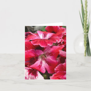 Roze Geranium Bloesem Kaart