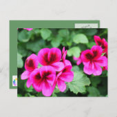 Roze Geranium Briefkaart (Voorkant / Achterkant)