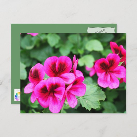Roze Geranium Briefkaart (Voorkant / Achterkant)