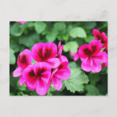 Roze Geranium Briefkaart (Voorkant)