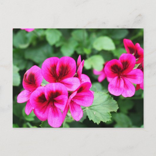 Roze Geranium Briefkaart (Voorkant)