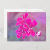 Roze Geranium Flowers Briefkaart | Fotografie (Voorkant / Achterkant)