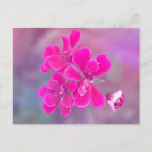 Roze Geranium Flowers Briefkaart | Fotografie (Voorkant)
