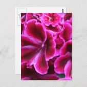Roze Geranium-foto| Briefkaart (Voorkant / Achterkant)