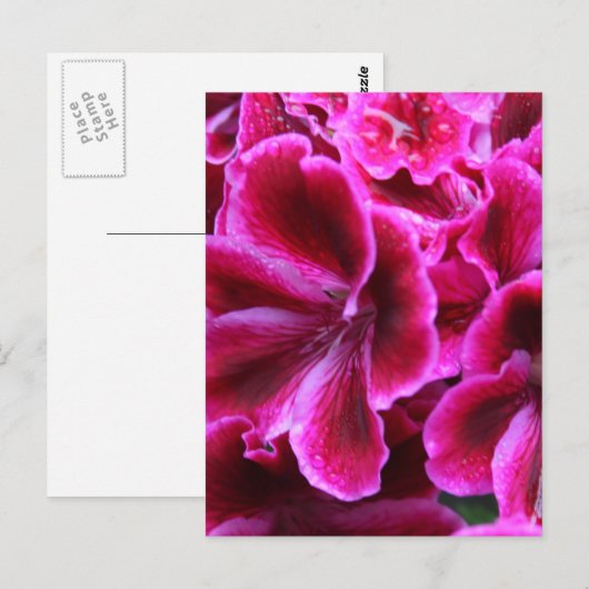 Roze Geranium-foto| Briefkaart (Voorkant / Achterkant)