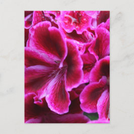 Roze Geranium-foto| Briefkaart