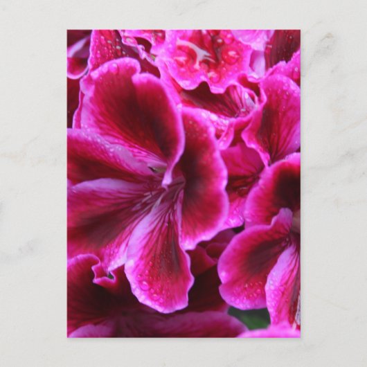 Roze Geranium-foto| Briefkaart (Voorkant)