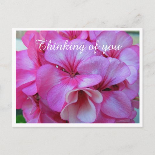  Roze Geranium Foto Dinking of You Briefkaart (Voorkant)
