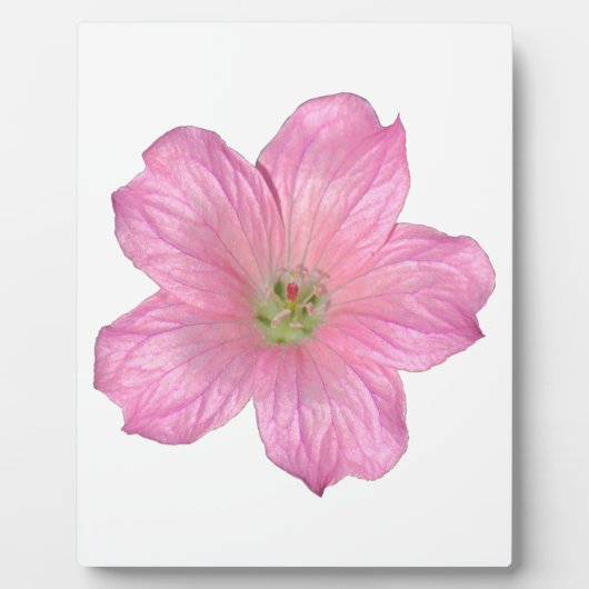 Roze Geranium Fotoplaat (Voorkant)
