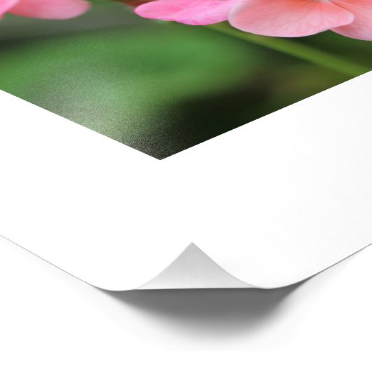 Roze Geranium Petals Foto Afdruk (Hoek)