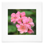Roze Geranium Petals Foto Afdruk (Voorkant)