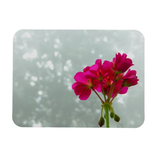 Roze Geranium Photo Magnet Magneet (Horizontaal)