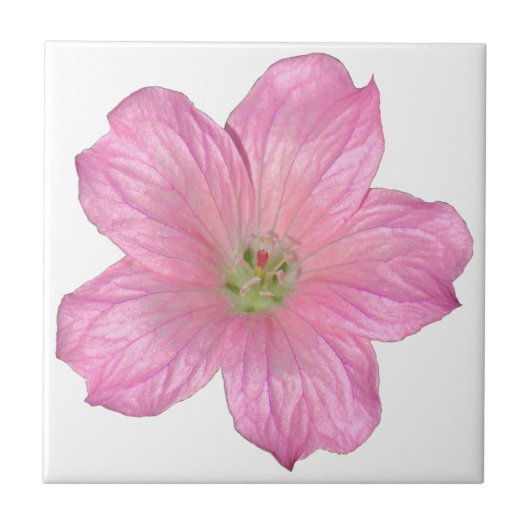 Roze Geranium Tegeltje (Voorkant)