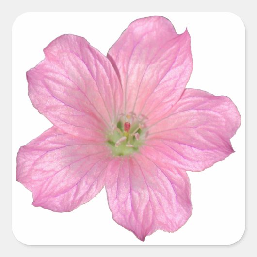 Roze Geranium Vierkante Sticker (Voorkant)