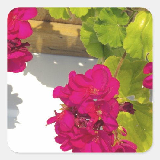 Roze Geranium Vierkante Sticker (Voorkant)
