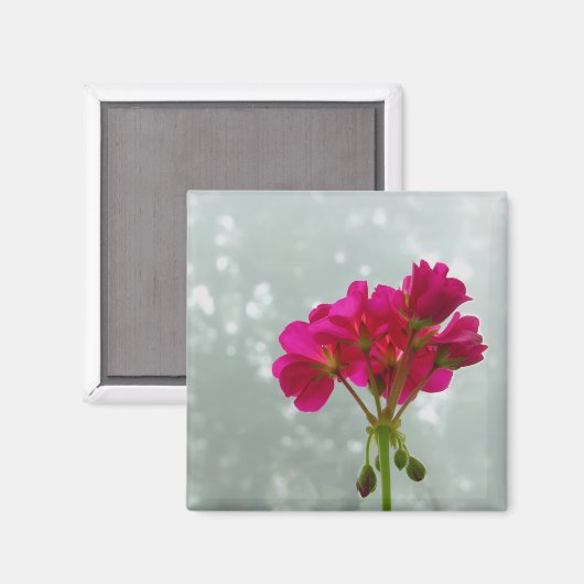 Roze geraniumAfbeelding Magnet (Voorkant / Achterkant)