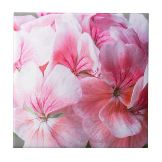 Roze geraniumbloem tegeltje (Voorkant)