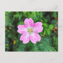Roze geraniumBriefkaart Briefkaart