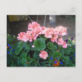 Roze geraniumBriefkaart Briefkaart (Voorkant)