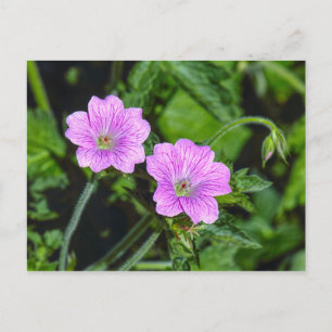 Roze Geraniums Briefkaart