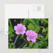 Roze Geraniums Briefkaart (Voorkant / Achterkant)