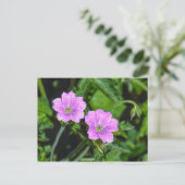 Roze Geraniums Briefkaart (Staand voorkant)