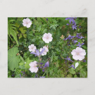 Roze Geraniums & Paarse Campanula DIY Briefkaart