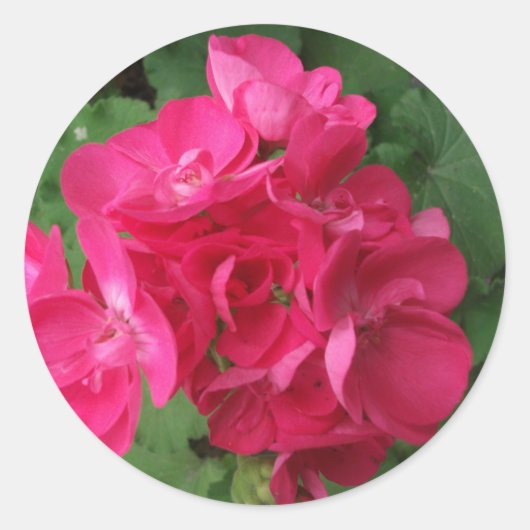 Roze Geraniums Ronde Sticker (Voorkant)
