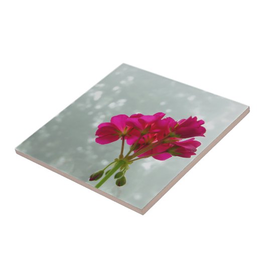 Roze geraniumventilator Afbeelding Tegel Tegeltje (Zijkant)
