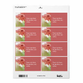 Roze Gerbena-label Etiket (Full Sheet)