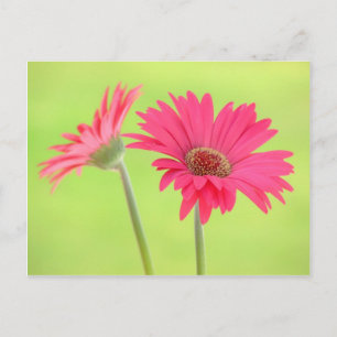  roze Gerber Daisies over Groen Briefkaart