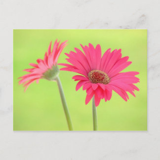 roze Gerber Daisies over Groen Briefkaart