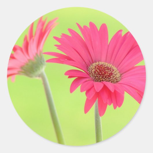  roze Gerber Daisies over Groen Ronde Sticker (Voorkant)