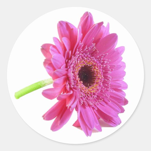 Roze Gerber Daisy Envelope Sticker (Voorkant)