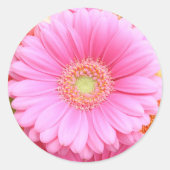 Roze Gerber Daisy Stickers (Voorkant)