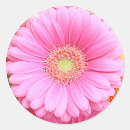 Roze Gerber Daisy Stickers (Voorkant)