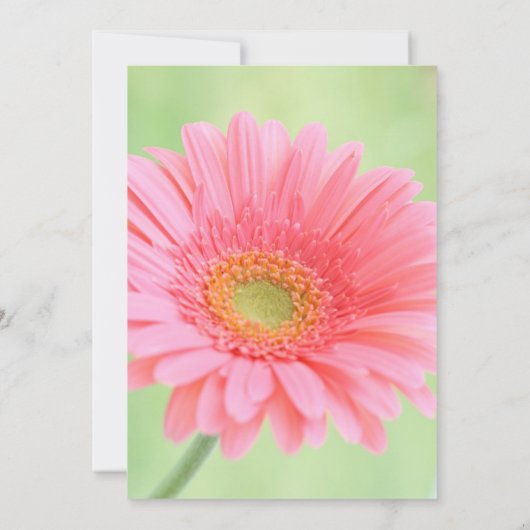 Roze Gerber Daisy Uitnodigingen (Achterkant)