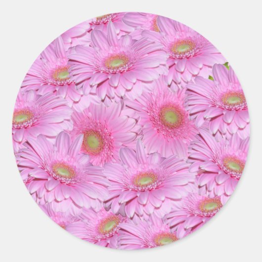 Roze Gerbera bloemen in strakke clusters, Ronde Sticker (Voorkant)
