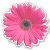 Roze Gerbera Daisy Bloem Kiss-cut Sticker (Voorkant)