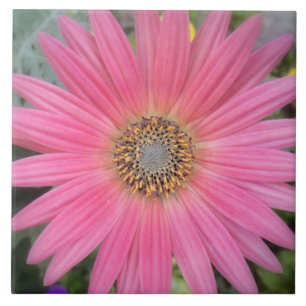 Roze Gerbera Daisy Ceramic Tile Tegeltje