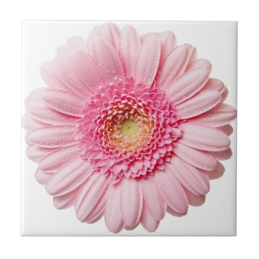 Roze Gerbera Daisy Ceramic Tile Tegeltje (Voorkant)