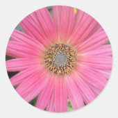 Roze Gerbera Daisy Envelope Stickers (Voorkant)