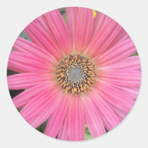 Roze Gerbera Daisy Envelope Stickers