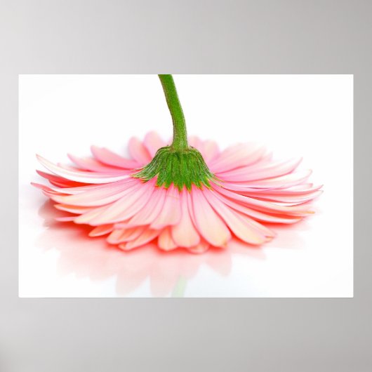 Roze Gerbera Daisy Flower Foto Poster (Voorkant)