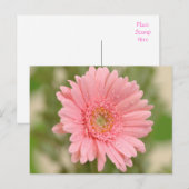 Roze Gerbera Daisy Flower Greeting Briefkaart (Voorkant / Achterkant)