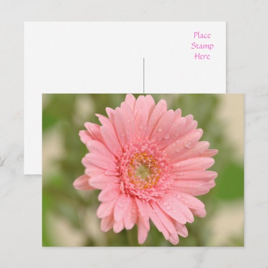 Roze Gerbera Daisy Flower Greeting Briefkaart (Voorkant / Achterkant)