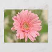 Roze Gerbera Daisy Flower Greeting Briefkaart (Voorkant)